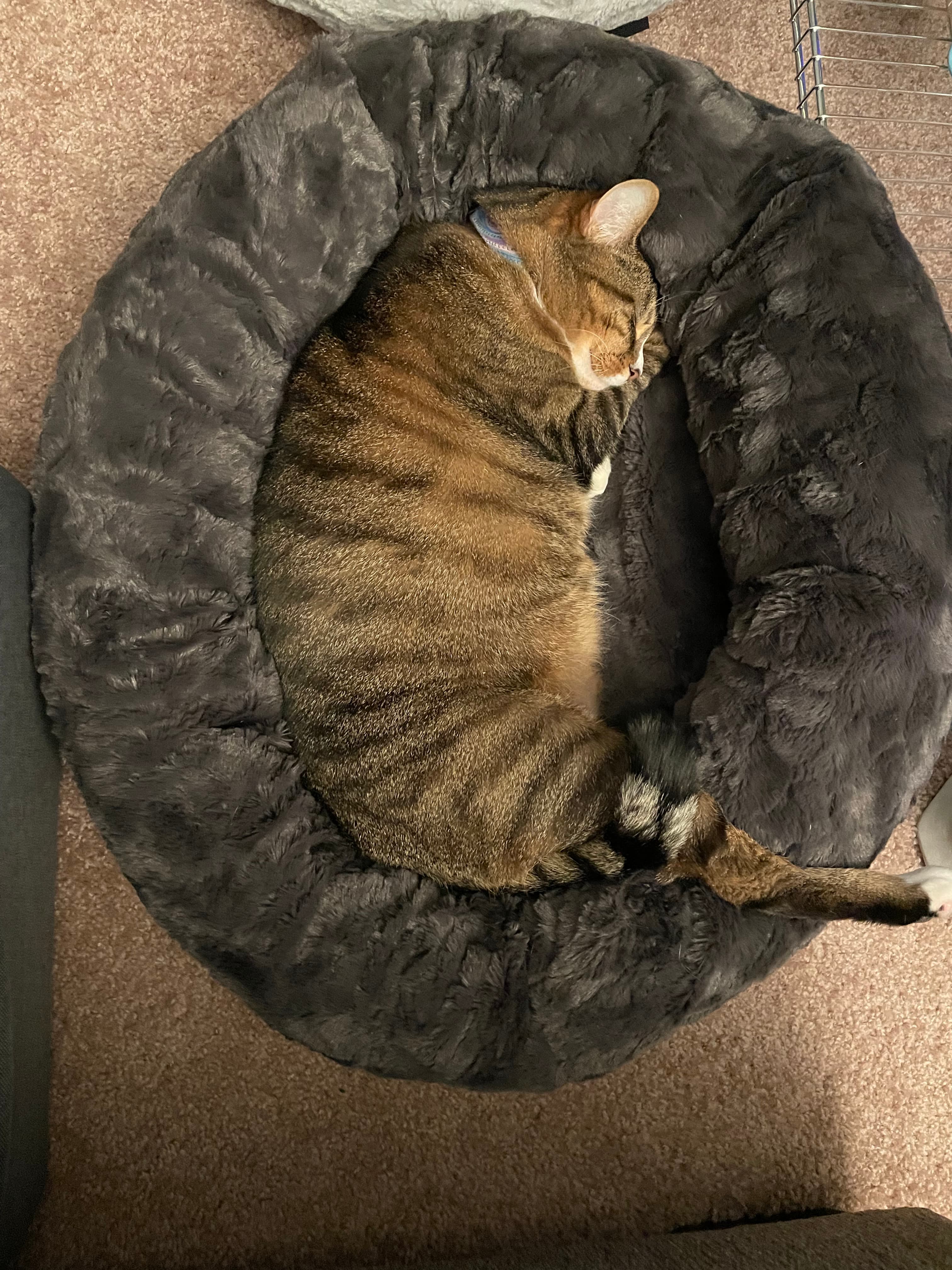 Pet Madness Contestant