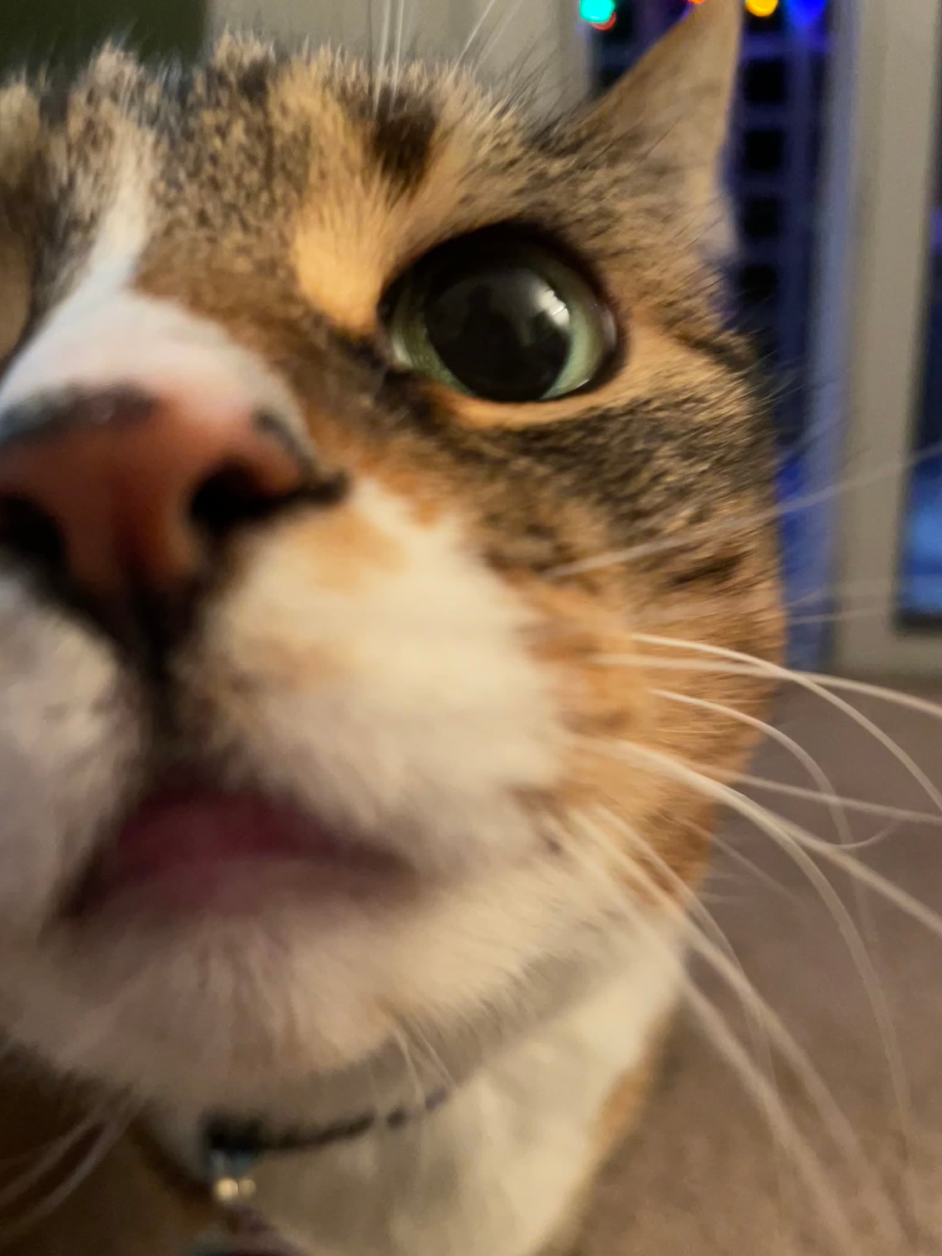 Pet Madness Contestant