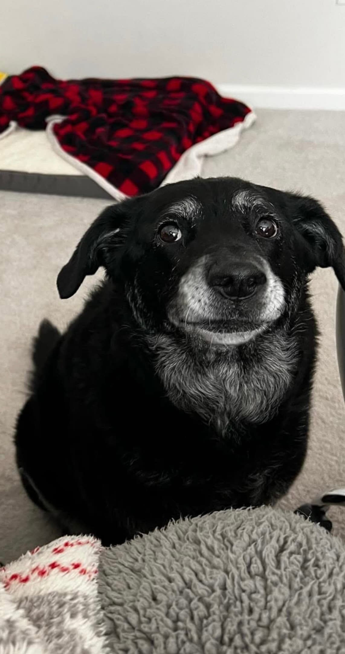 Pet Madness Contestant