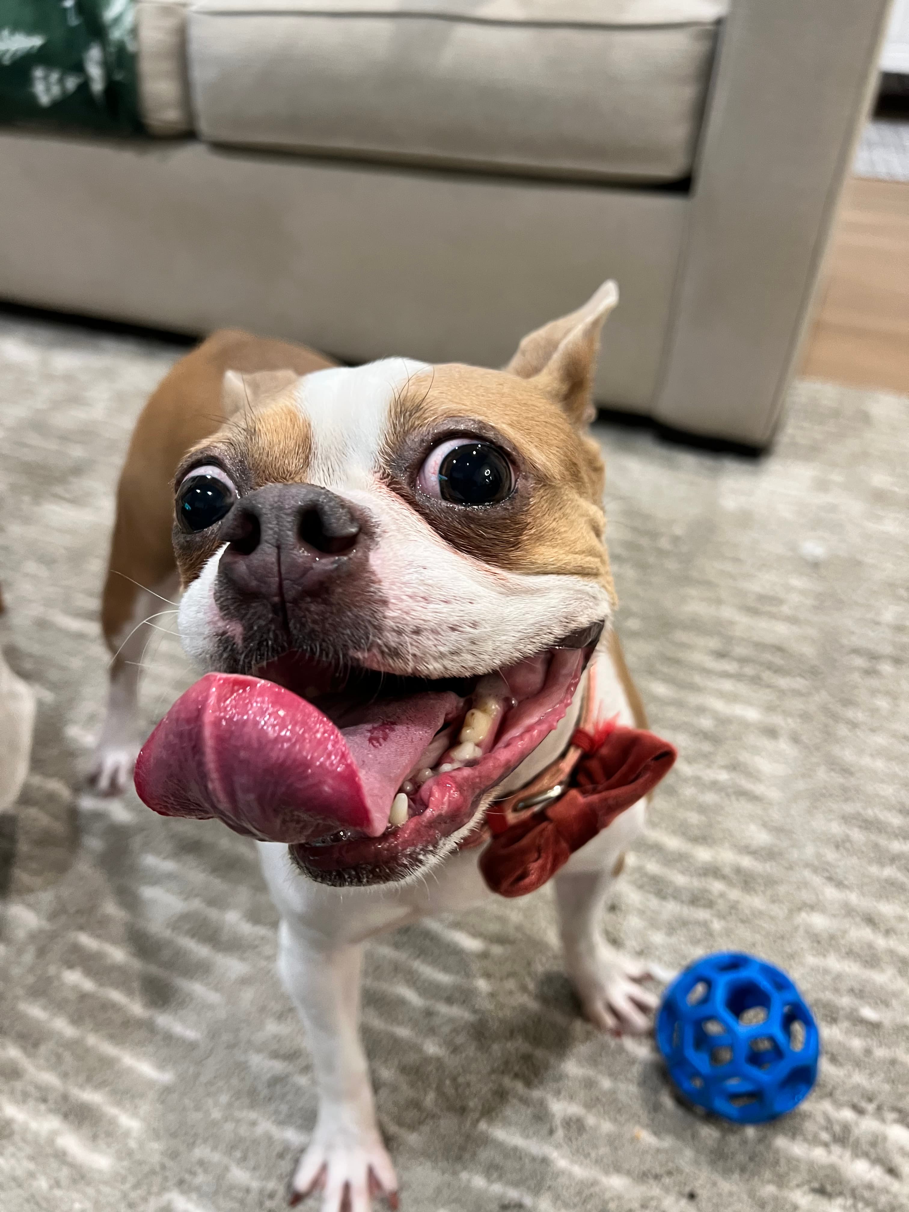 Pet Madness Contestant