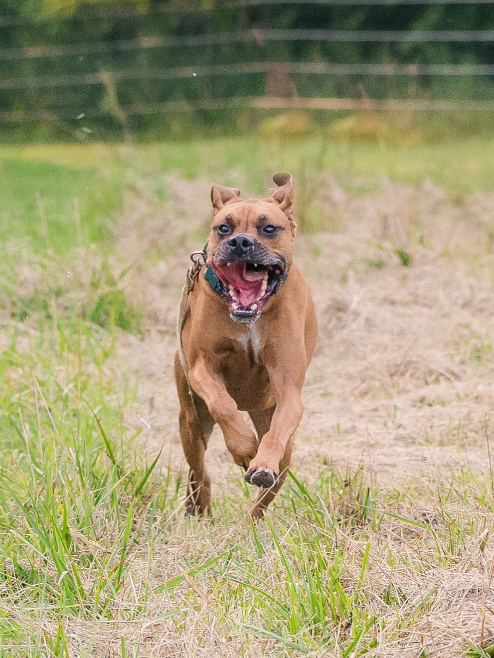 Pet Madness Contestant