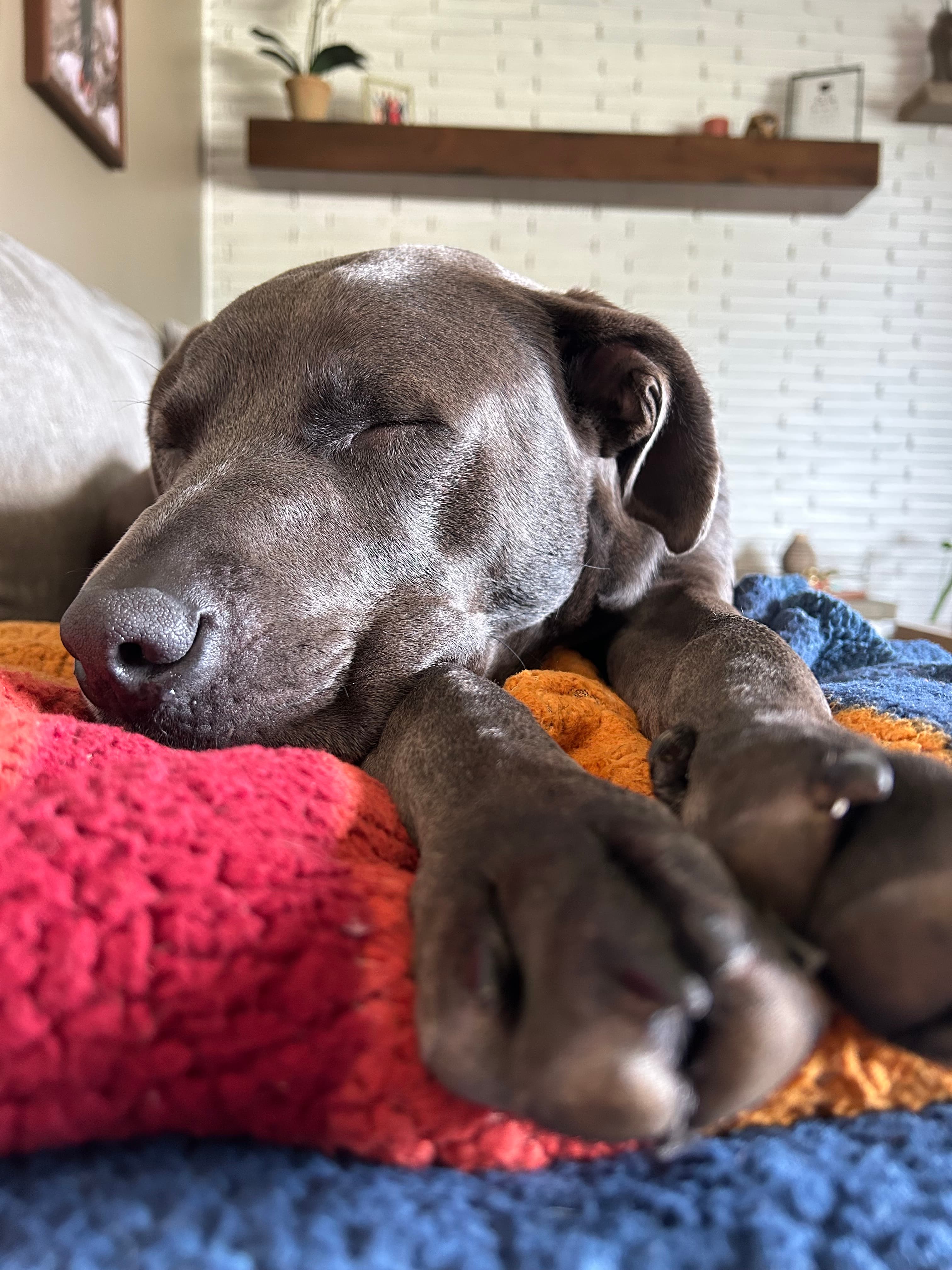 Pet Madness Contestant