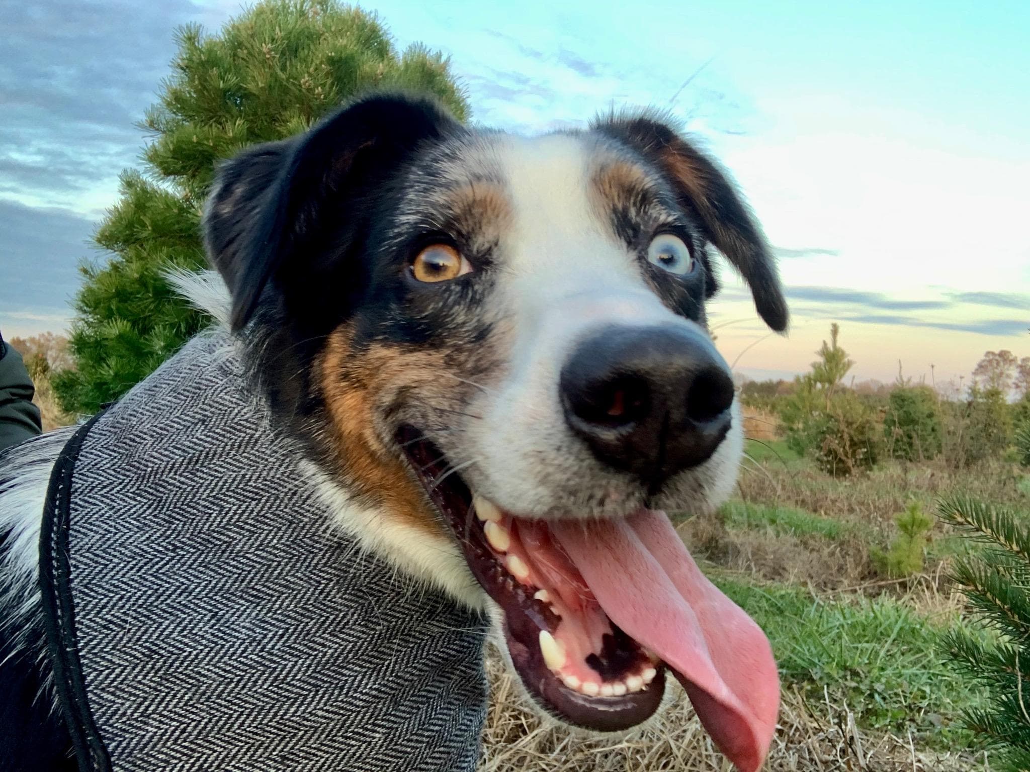 Pet Madness Contestant